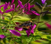 2020 09 13 LongFellowGardens 007